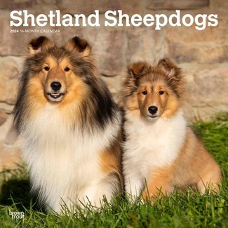 Browntrout Sheltie - Shetland Sheepdog Kalender 2025