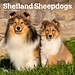 Browntrout Sheltie - Shetland Sheepdog Calendar 2025
