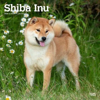 Browntrout Shiba Inu Calendar 2025