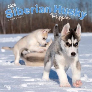 Browntrout Siberian Husky Puppies Calendar 2025