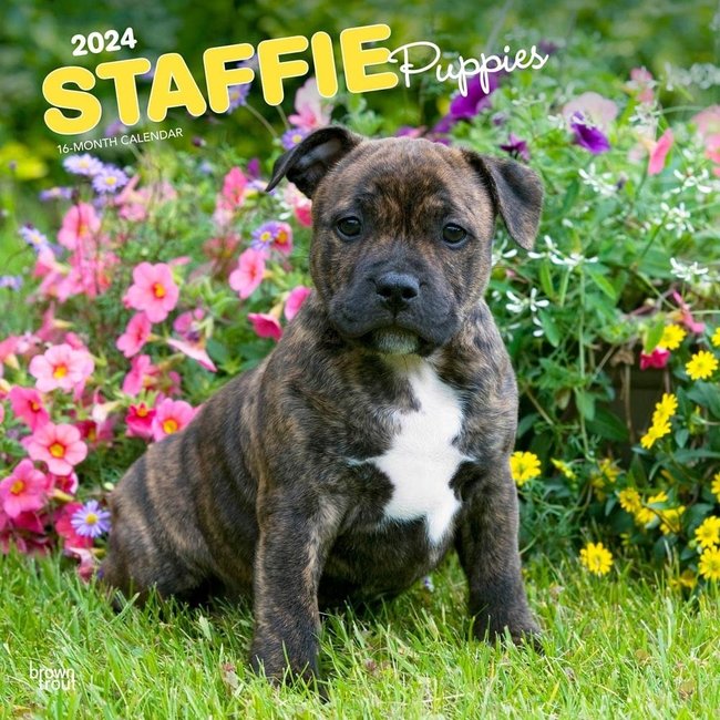 Browntrout Staffordshire Bull Terrier Puppies Calendar 2025
