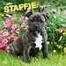 Browntrout Staffordshire Bull Terrier Puppies Kalender 2024