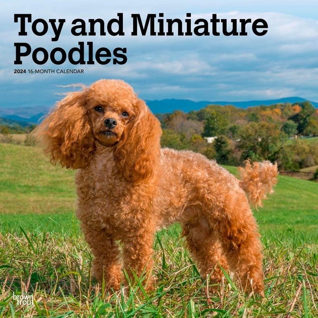 Browntrout Toy and Miniature Poodle Calendar 2024 Hondenkalenders.nl