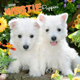 Browntrout West Highland White Terrier Puppies Calendar 2025