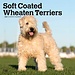 Browntrout Softcoated Wheaten Terrier Calendar 2025