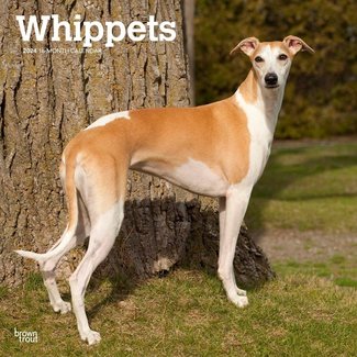 Browntrout Whippet Calendar 2025