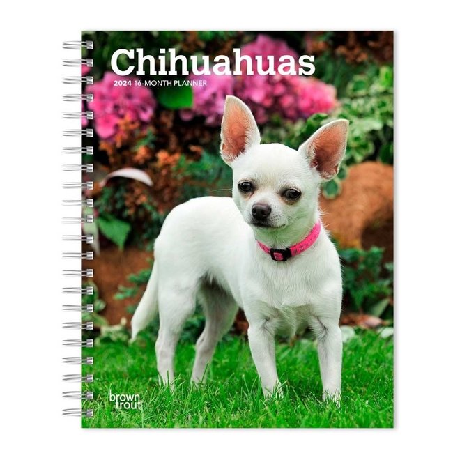 Chihuahua Agenda 2024