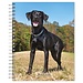 Browntrout Labrador Retriever Zwart Agenda 2024