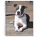 Browntrout American Pit Bull Terrier Agenda 2025