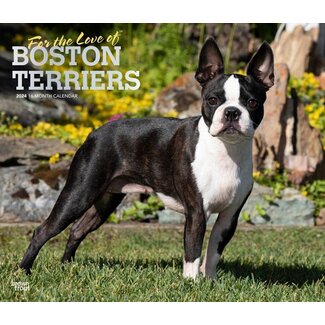 Browntrout Boston Terrier Calendar 2025 Deluxe