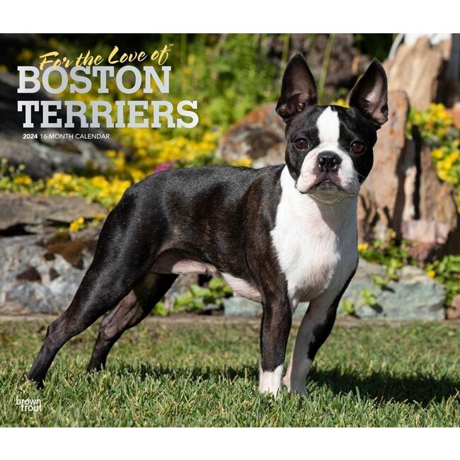 Browntrout Boston Terrier Kalender 2024 Deluxe