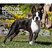 Browntrout Boston Terrier Kalender  2024 Deluxe