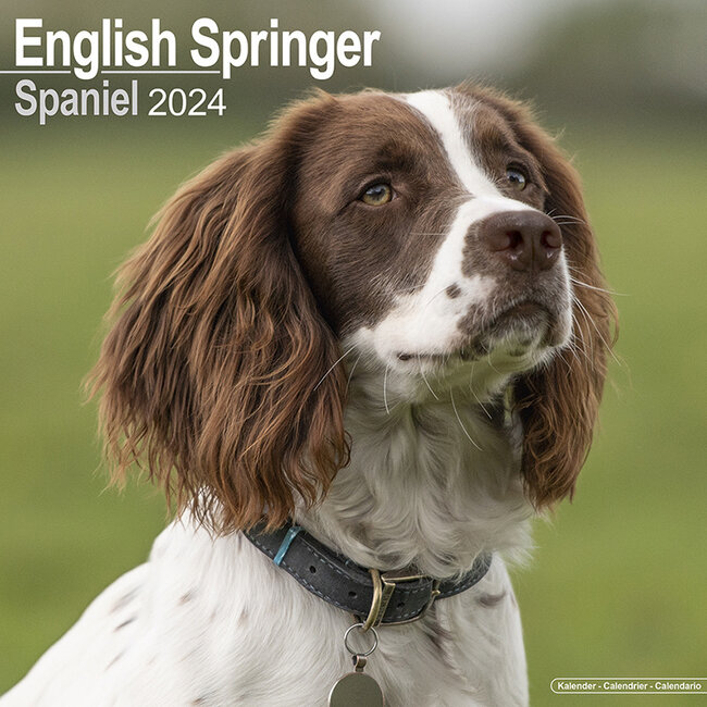 Avonside English Springer Spaniel Kalender 2024 (Euro)