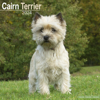 Avonside Cairn Terrier Kalender 2024