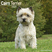 Avonside Cairn Terrier Kalender 2025