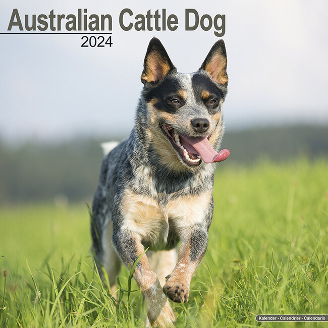 Australian Cattle Dog Kalender 2025