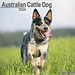 Avonside Australian Cattle Dog Calendar 2024