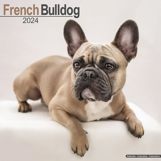 Avonside Französische Bulldogge Kalender 2024