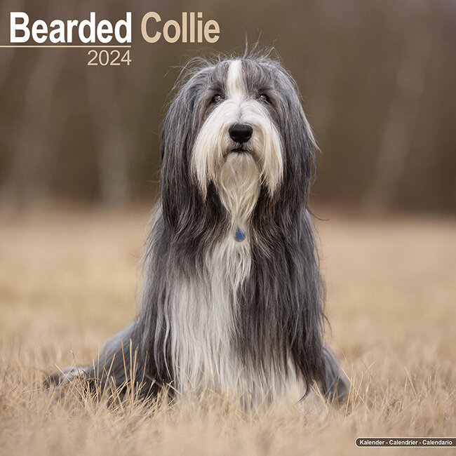 Bearded Collie Calendar 2024