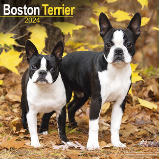Avonside Boston Terrier Calendar 2024