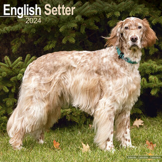 Avonside Engelse Setter Kalender 2024