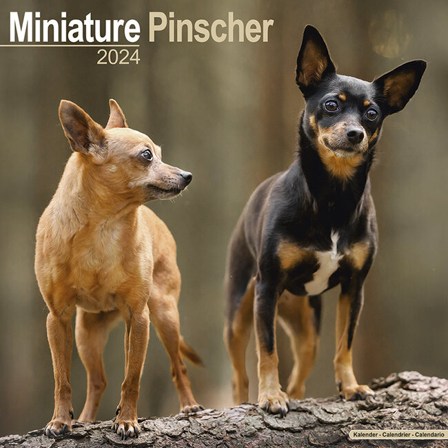 Miniature Pinscher Calendar 2025