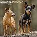 Avonside Miniatuur Pinscher Kalender 2024