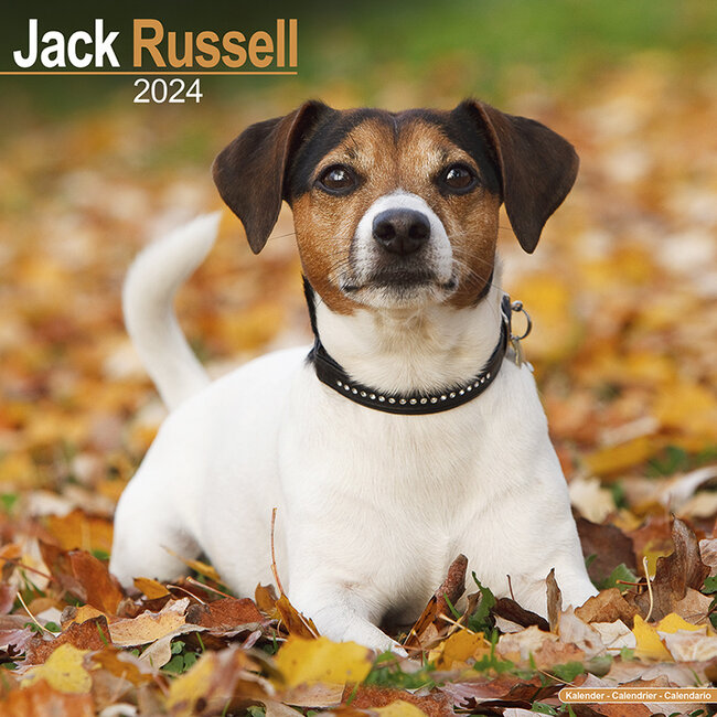 Avonside Jack Russell Terrier Calendar 2024
