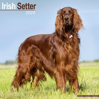 Avonside Ierse Setter Kalender 2024