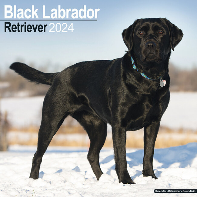 Avonside Labrador Retriever Schwarzer Kalender 2024