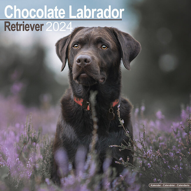 Avonside Labrador Retriever Bruin Kalender 2024