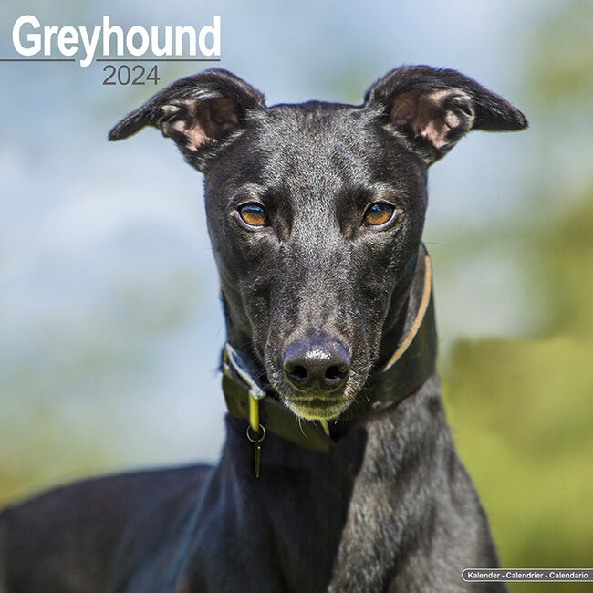 Avonside Greyhound Calendar 2024