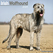 Avonside Irish Wolfhound Calendar 2024
