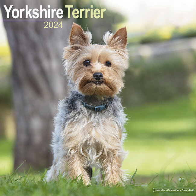 Avonside Yorkshire Terrier Kalender 2024