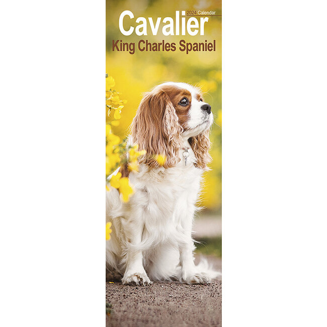Avonside Cavalier King Charles Spaniel Kalender 2024 Slimline