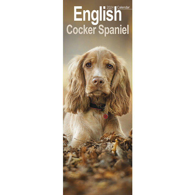 Engelse Cocker Spaniel Kalender 2024 Slimline