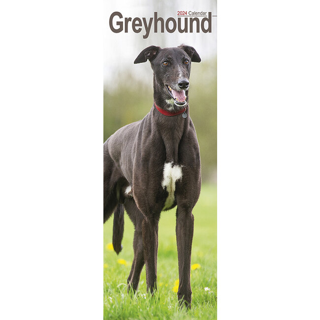 Greyhound Calendar 2024 Slimline