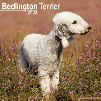 Avonside Bedlington Terrier Kalender 2024