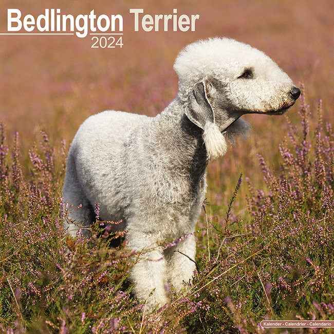Bedlington Terrier Kalender 2024