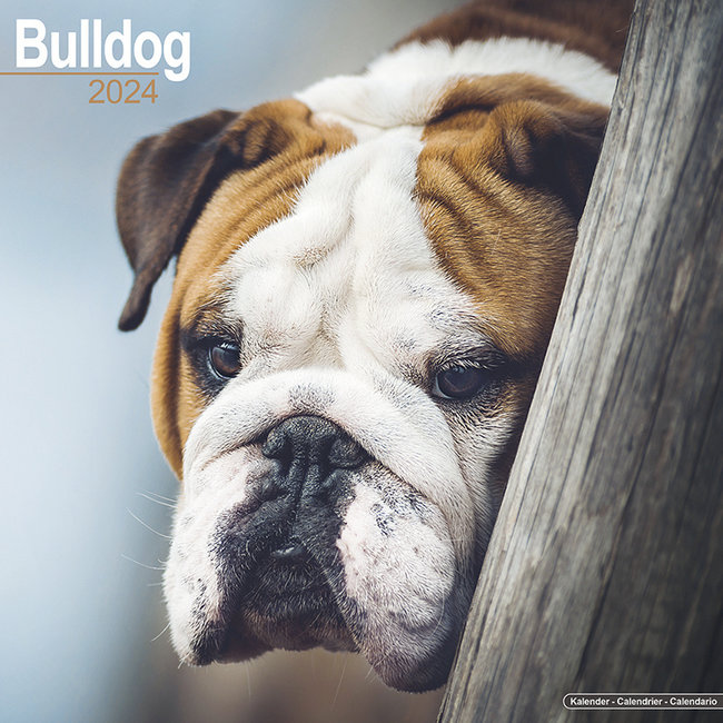 Englische Bulldogge Kalender 2025
