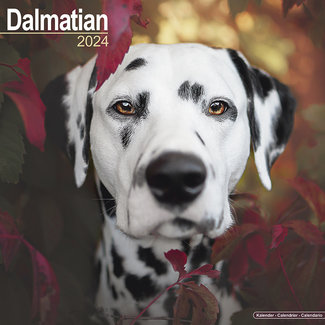 Avonside Dalmatier Kalender 2024