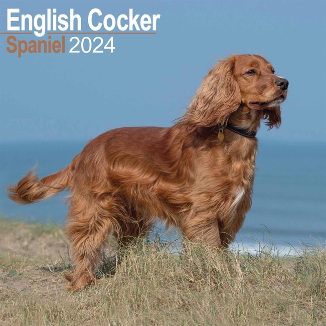 Engelse Cocker Spaniel Kalender 2024