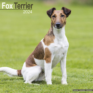 Avonside Fox Terrier Kalender 2024