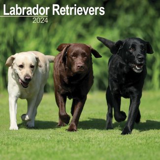 Avonside Labrador Retriever Mixed Kalender 2024