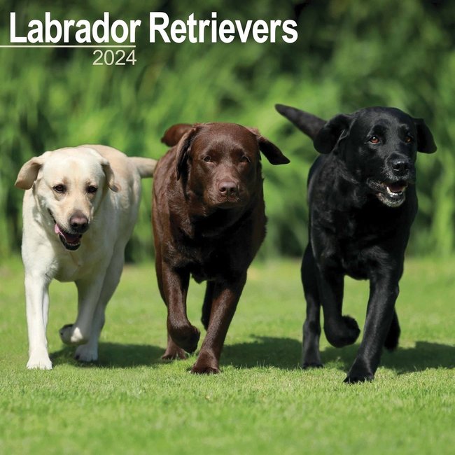 Labrador Retriever Gemischter Kalender 2024