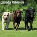 Avonside Labrador Retriever Mixed Calendar 2024