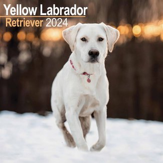 Avonside Labrador Retriever Blonde Calendar 2024