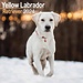 Avonside Labrador Retriever Blond Kalender 2024