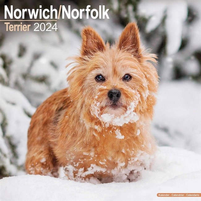 Norwich en Norfolk Terrier Kalender 2024