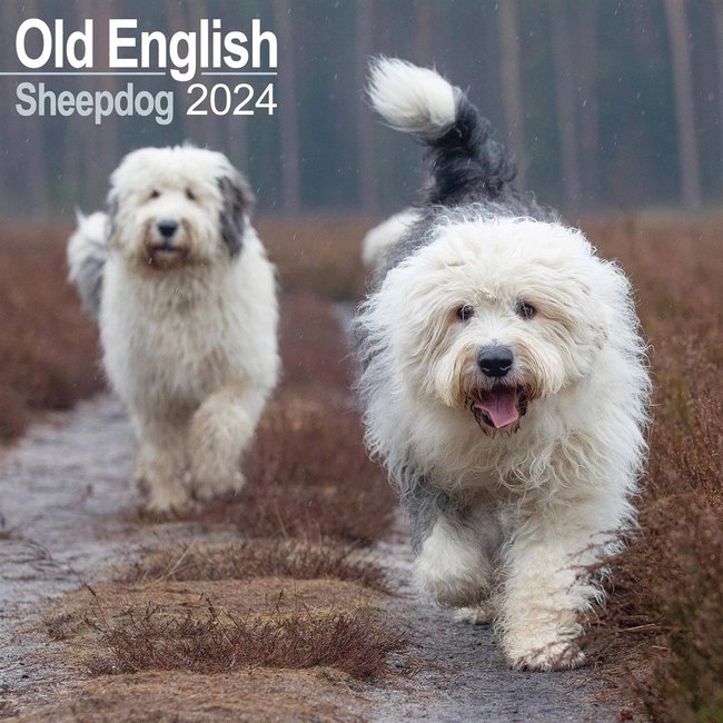Bobtail / Old English Sheepdog Calendar 2024